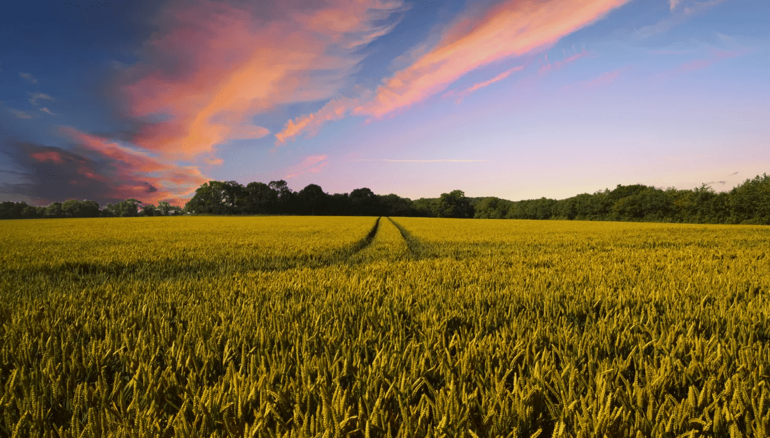 The Importance of Insurance for Agricultural Businesses and&nbsp;Farms